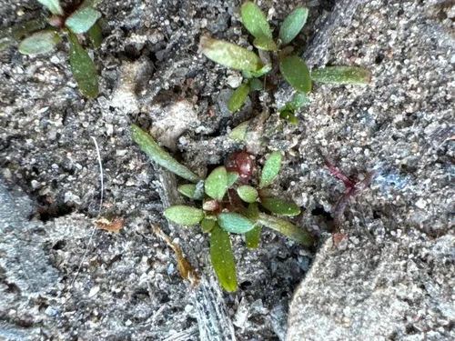 Shortseed Waterwort