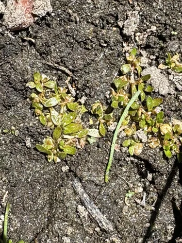 California Waterwort