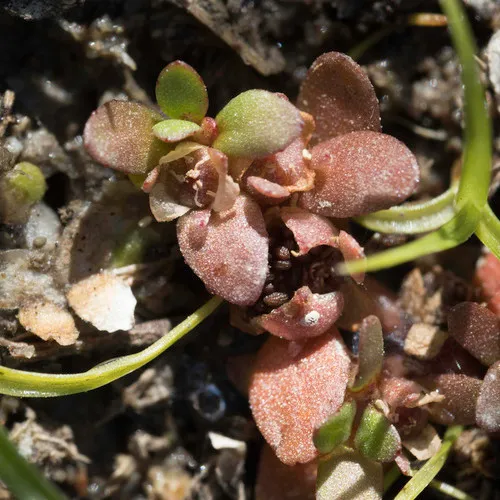 Mosquito Waterwort