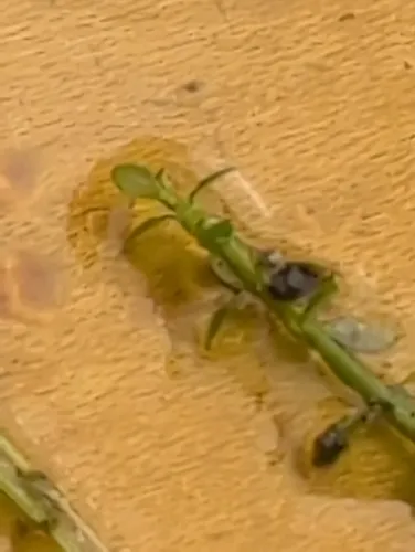 Small Waterwort