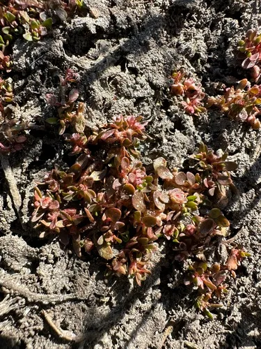 Southwestern Waterwort