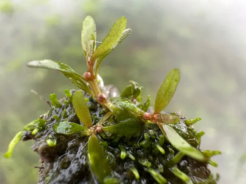 Threestamen Waterwort