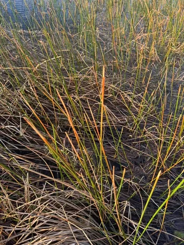 Gulf Coast Spikerush