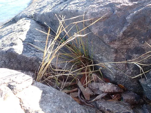 Engelmann's Spikerush — photo by Colin Chapman-Lam