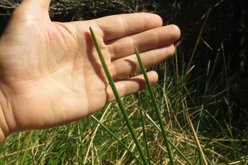 Jointed Spikesedge