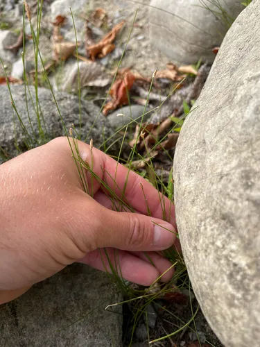 Bald Spikerush