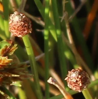 Canada Spikesedge