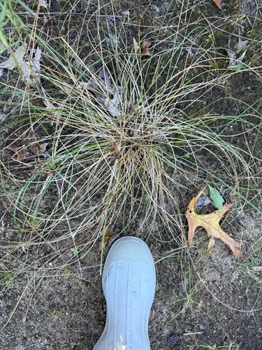 Blackfruit Spikerush