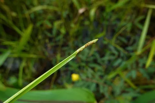 Scallion Grass — photo by Nils Servientis - Bivouac Naturaliste