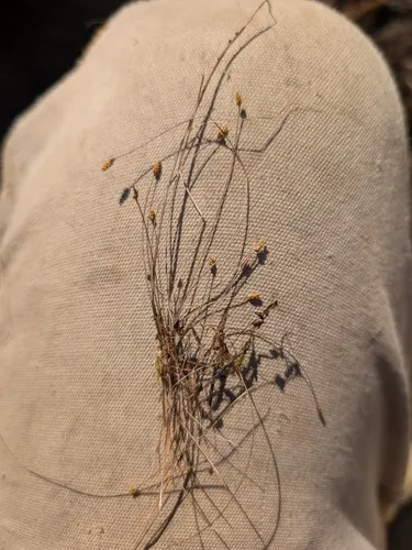Quill Spikerush — photo by Pat Deacon
