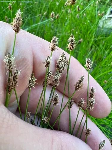 Limestone Spike-Rush — photo by Jared Shorma