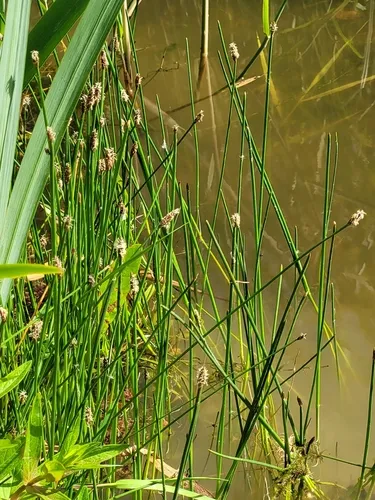 Common Spikerush