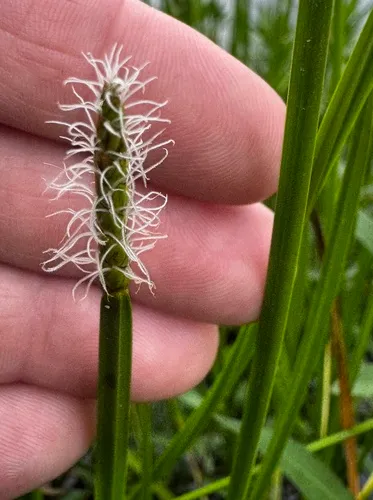 Squarestem Spikerush