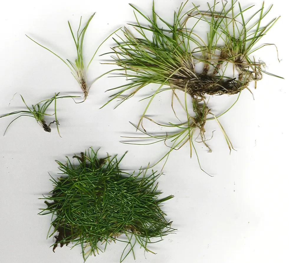 Rooted Spikerush