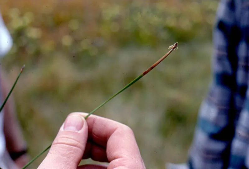 Twist-stem Spikerush — photo by Linnea Hanson