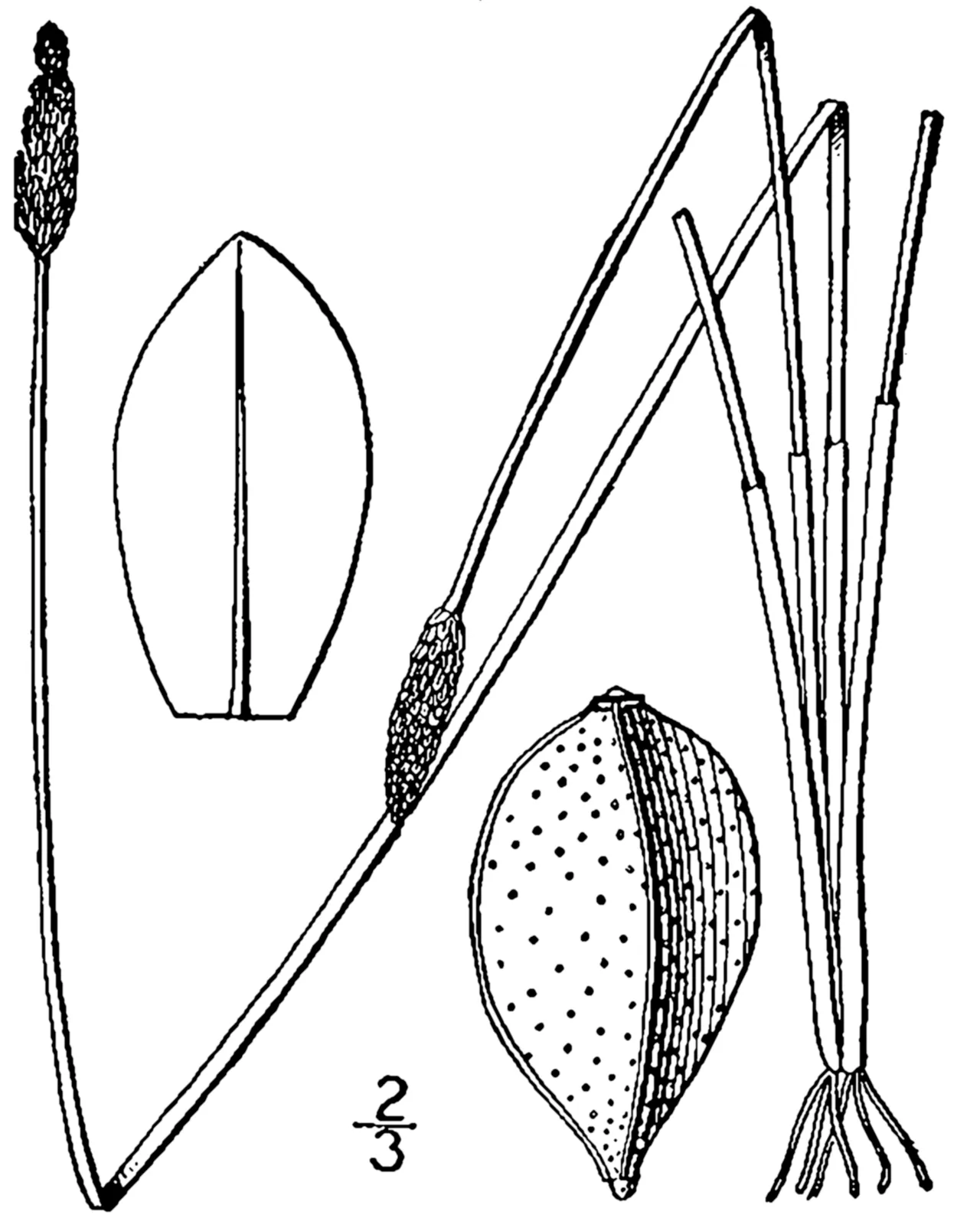 Three-angle Spikerush — photo by Britton, N.L., and A. Brown. 1913. An illustrated flora of the northern Unite…