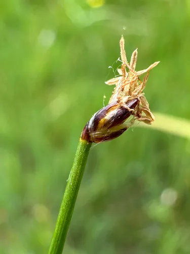Onescale Spikerush — photo by Sebastian J. Dunkl