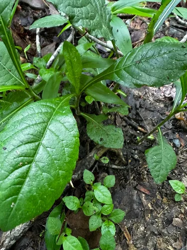 Carolina Elephantsfoot