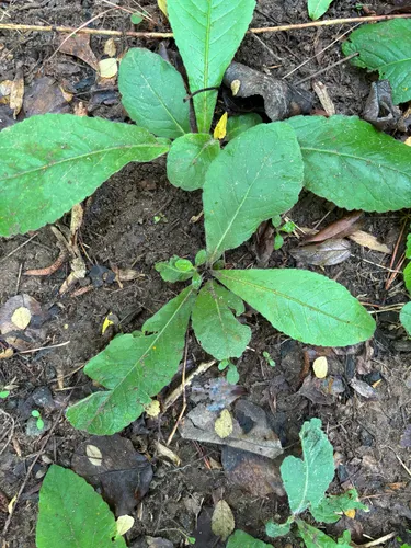 Devil's Grandmother