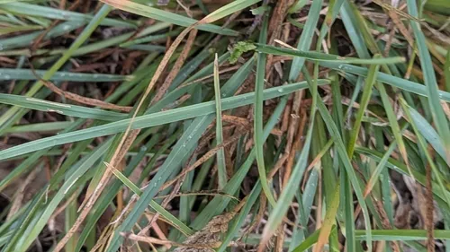 Threespike Goosegrass
