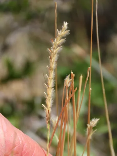 Woolyspike Balsamscale
