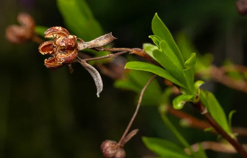 Copperbush — photo by Jeff Ward