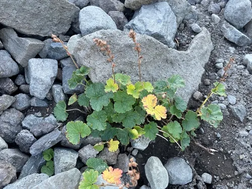 Yellow Coralbells — photo by Hilary Rose Dawson