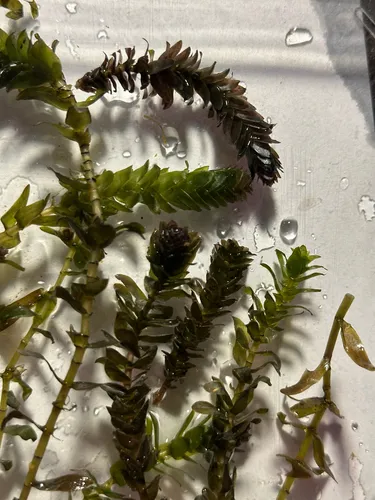 Twoleaf Waterweed