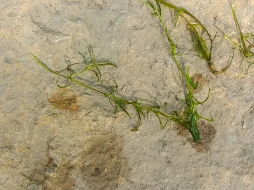 South American Waterweed — photo by Victor