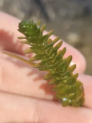 Canadian Waterweed