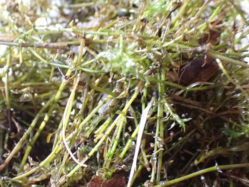 Western Waterweed