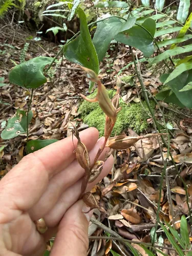 Longclaw Orchid — photo by Geoffrey Parks