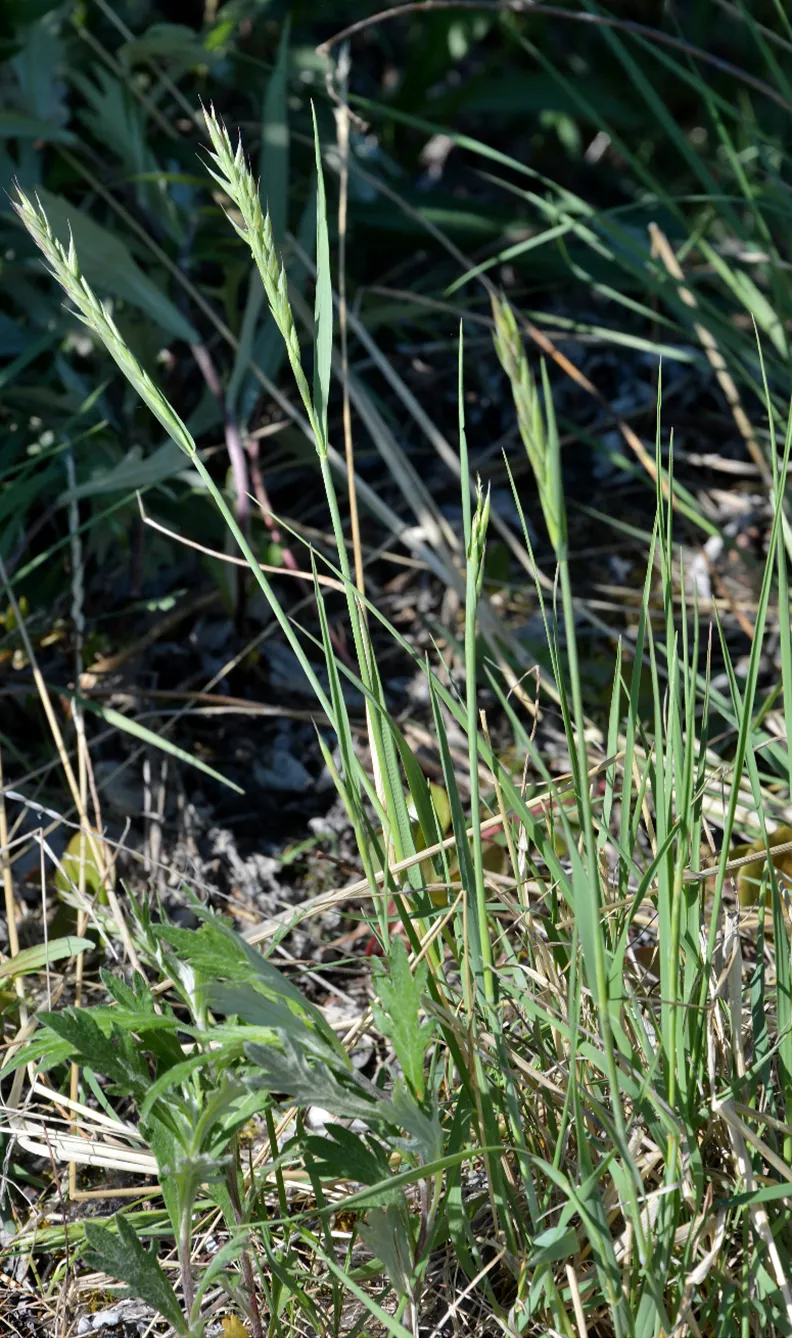 Alaskan Wheatgrass (subsp. alaskanus) — photo by Jeffery M. Saarela, Paul C. Sokoloff, Roger D. Bull