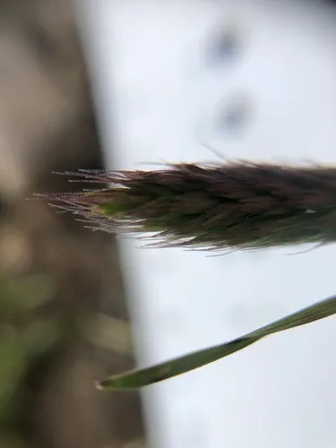 Alaskan Wheatgrass
