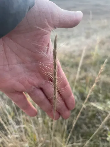 Montana Wheatgrass — photo by pck_rr9