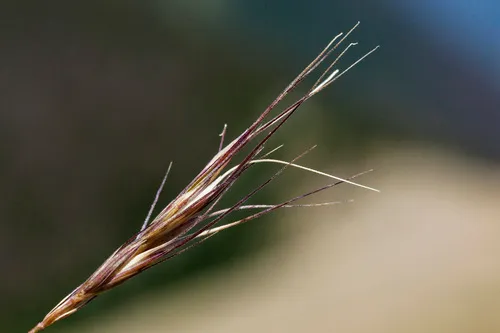 Baker's Wheatgrass