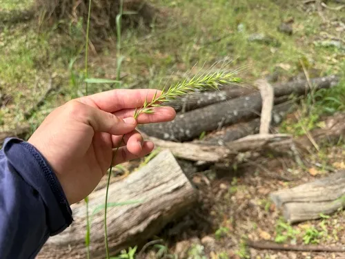 California Bottlebrush Grass