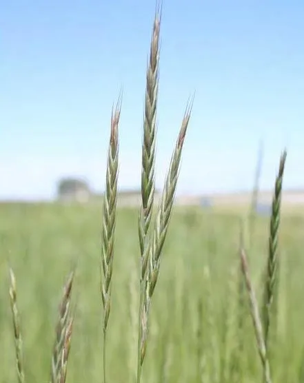 RS Wheatgrass — photo by D. Tilley, USDA NRCS