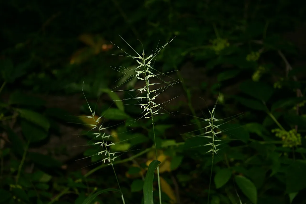 Eastern Bottlebrush Grass (var. bigeloviana) — photo by User:SB_Johnny