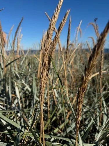 Thickspike Wheatgrass (subsp. lanceolatus)