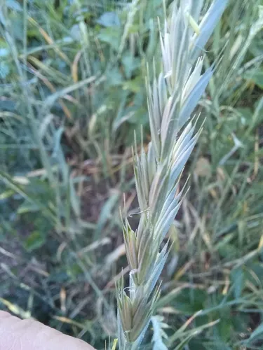 Quackgrass — photo by Andreas Ranner