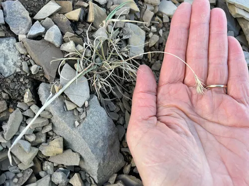 Spreading Wheatgrass — photo by Margaret Krichbaum