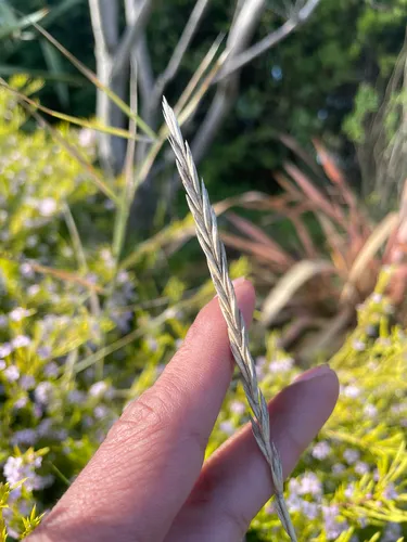Slender Wheatgrass (subsp. trachycaulus)