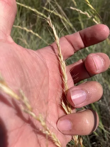 Snake River Wheatgrass — photo by Lucas Lochner Bravo