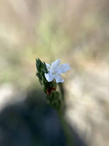 Carolina Scalystem