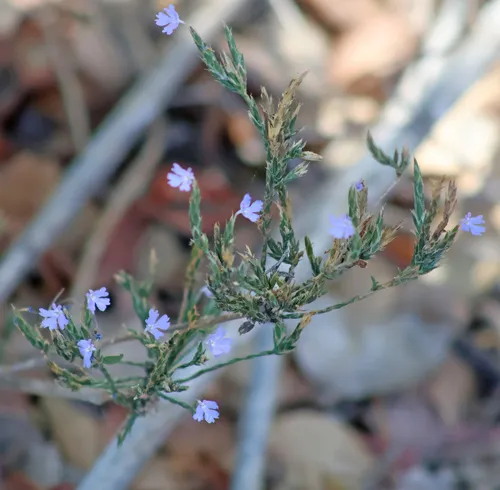 Purple Scalystem