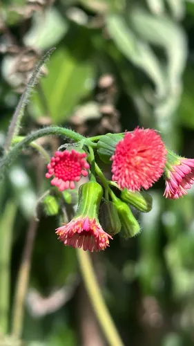 Florida Tasselflower