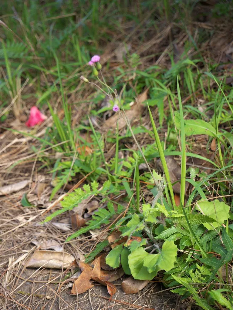 Lilac Tasselflower (var. javanica) — photo by Keisotyo