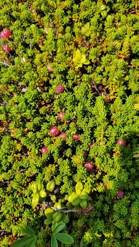 Purple Crowberry — photo by Amy Frost-Wicks