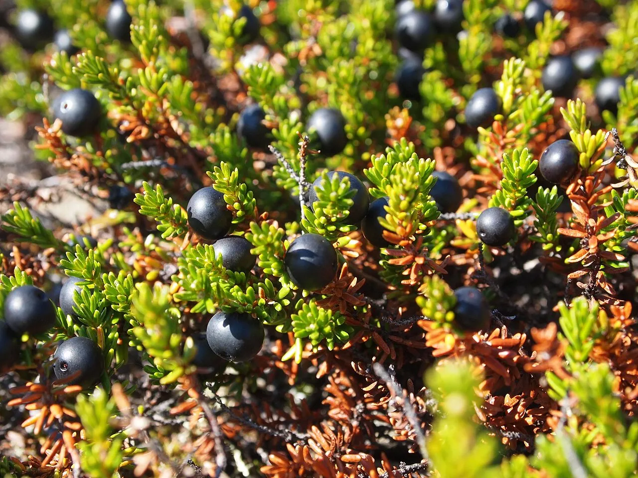 Black Crowberry (subsp. hermaphroditum)